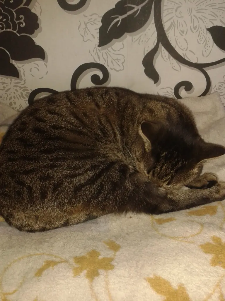 Image from Gismo