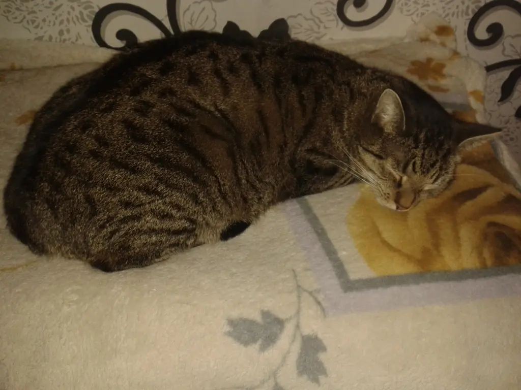 Image from Gismo