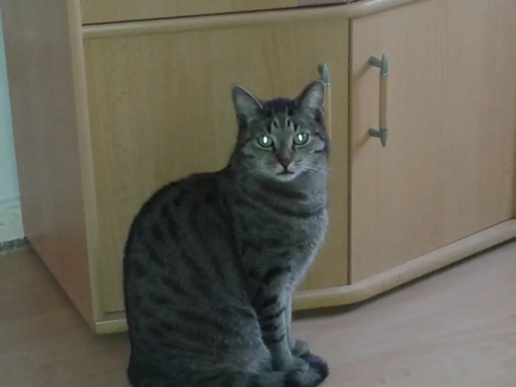 Image from Gismo