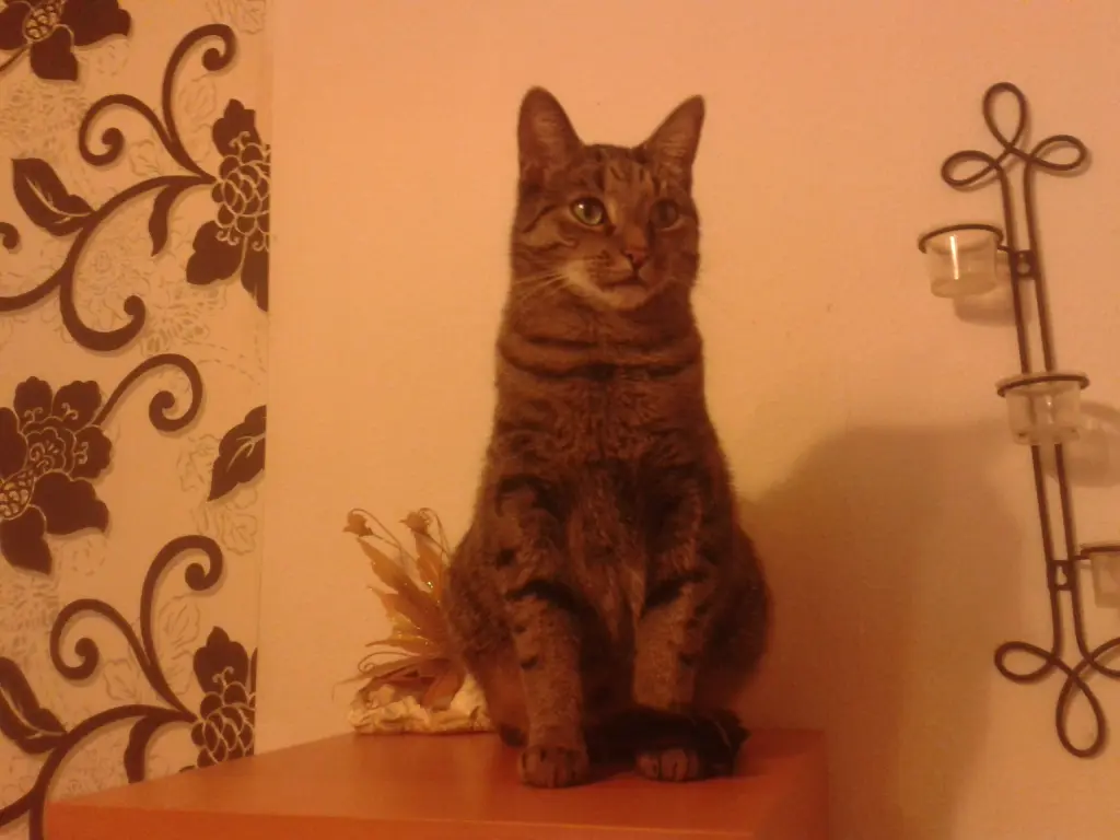 Image from Gismo
