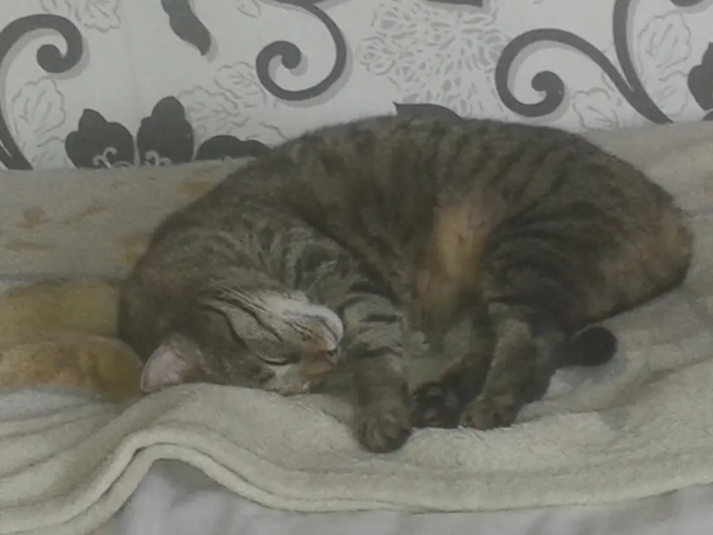 Image from Gismo
