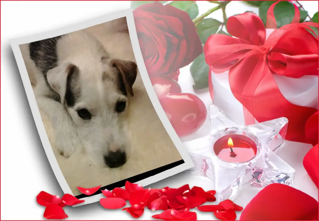 Condolence image of Fur Liebe Gismo❤
