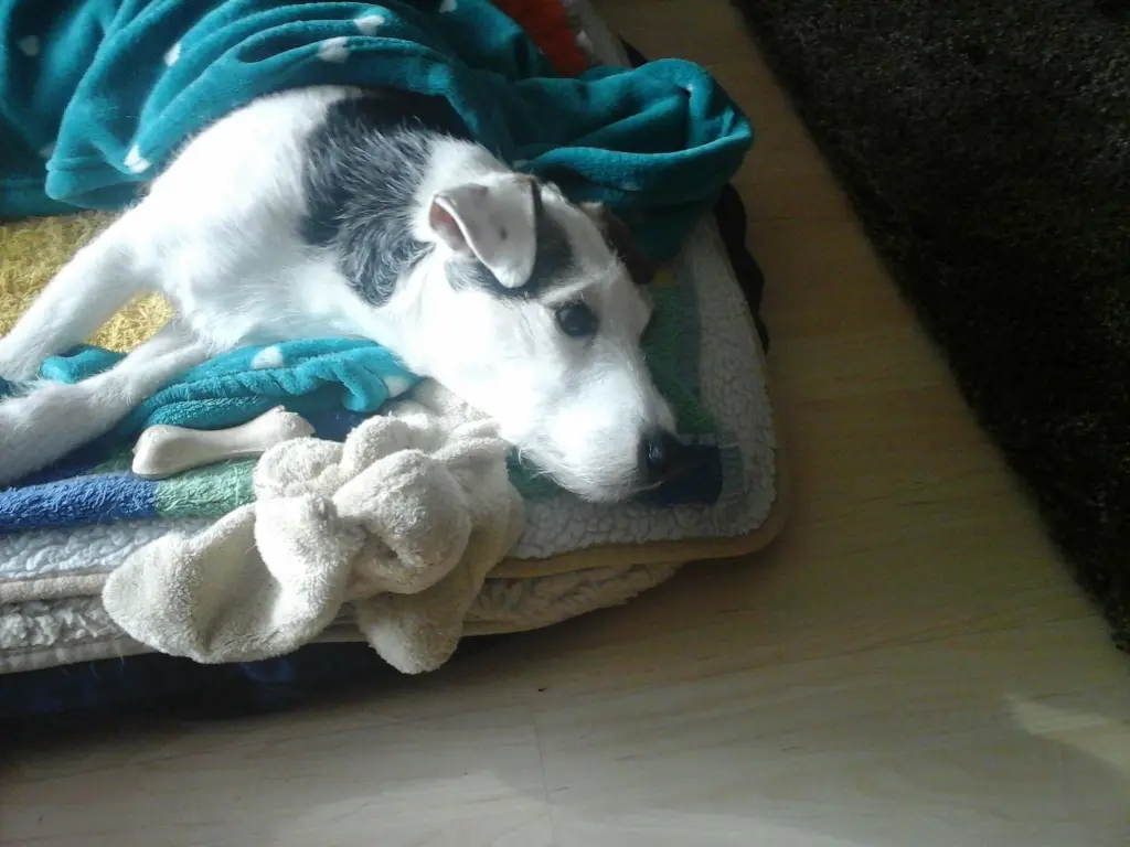 Condolence image of Nina  mit  Gismo  im Herzen 