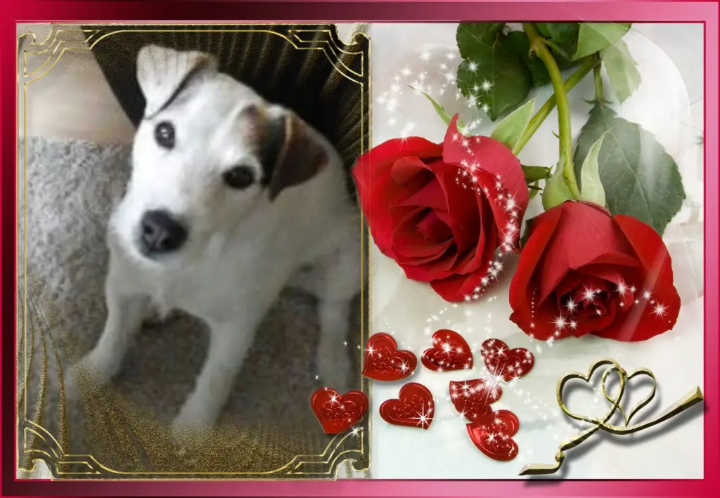 Condolence image of Klaudia mit Misiu❤❤❤Ganz Tief im Herzen❤