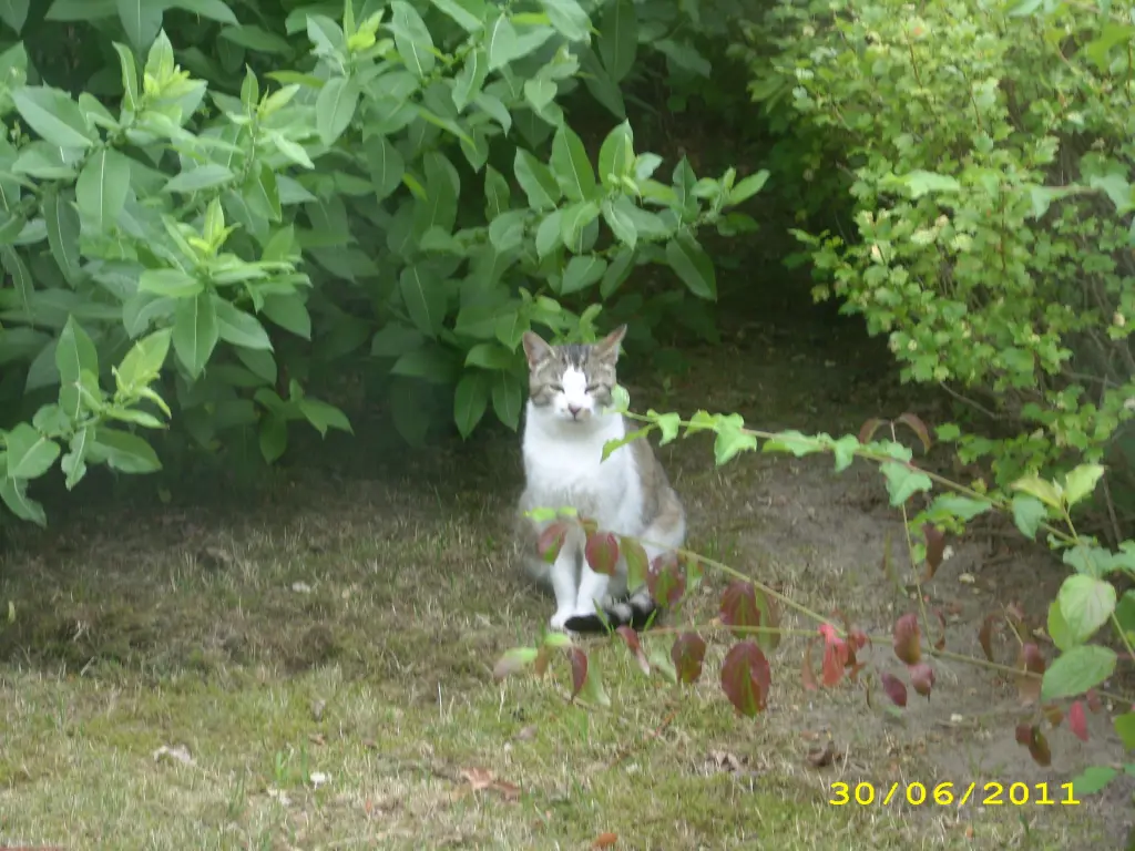 Condolence image of Ilse mit Gismo, Fee und Minna tief im Herzen