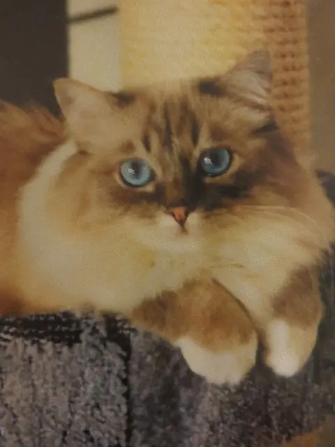 Condolence image of Uschi mit Seelenkatzen Jojo und Merlin