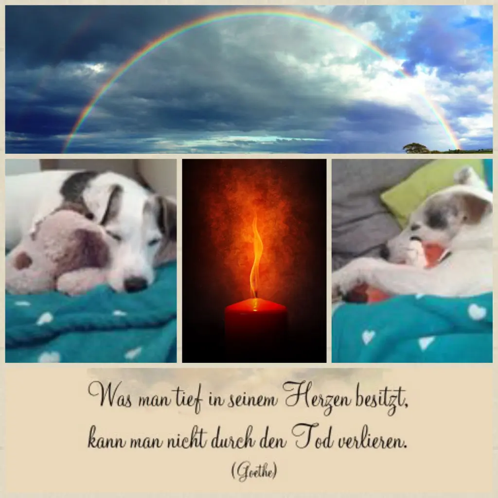 Condolence image of Anja mit Joy im Herzen ❤