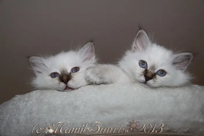 Condolence image of Uschi mit Seelenkatzen Jojo und Merlin