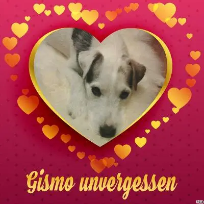 Condolence image of Jutta mit Purzel tief im Herzen ✟ 08.05.2016