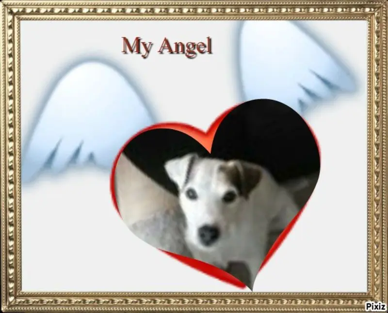 Condolence image of Jutta mit Purzel tief im Herzen✟08.05.2016 