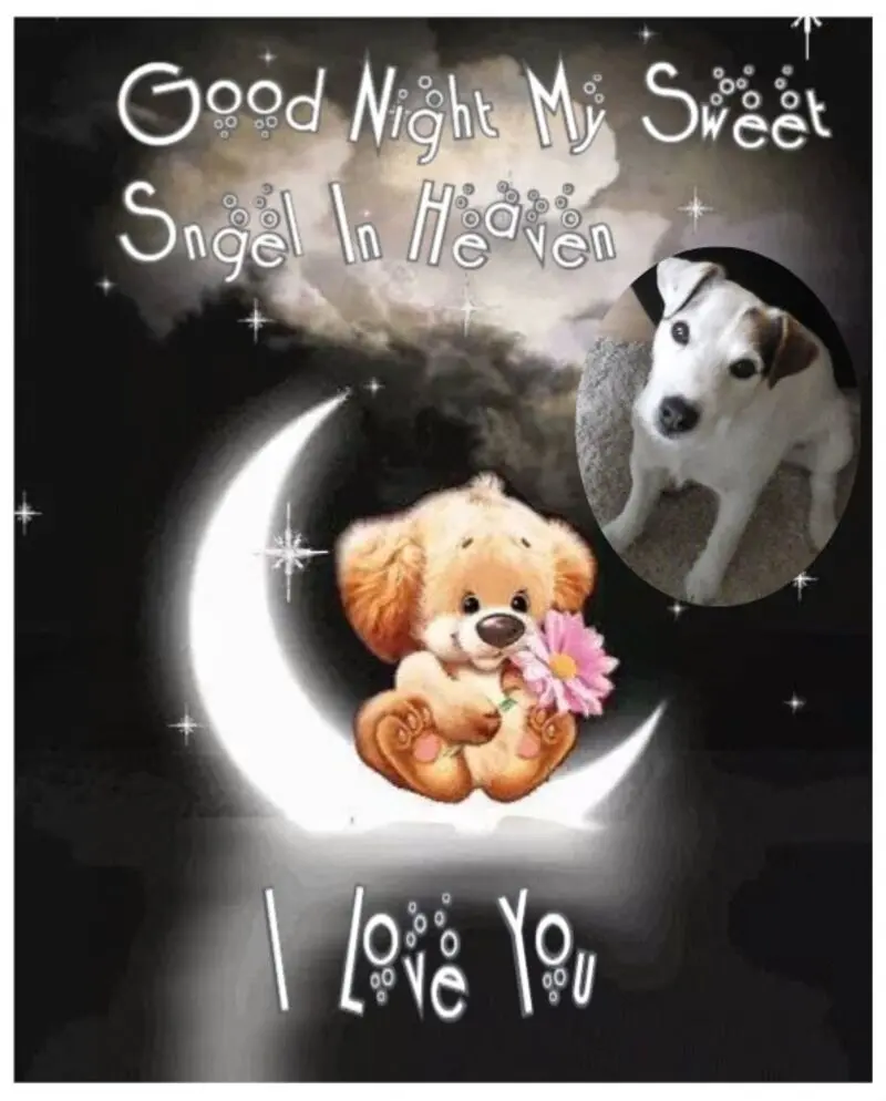 Condolence image of Gute Nacht❤️❤️❤️