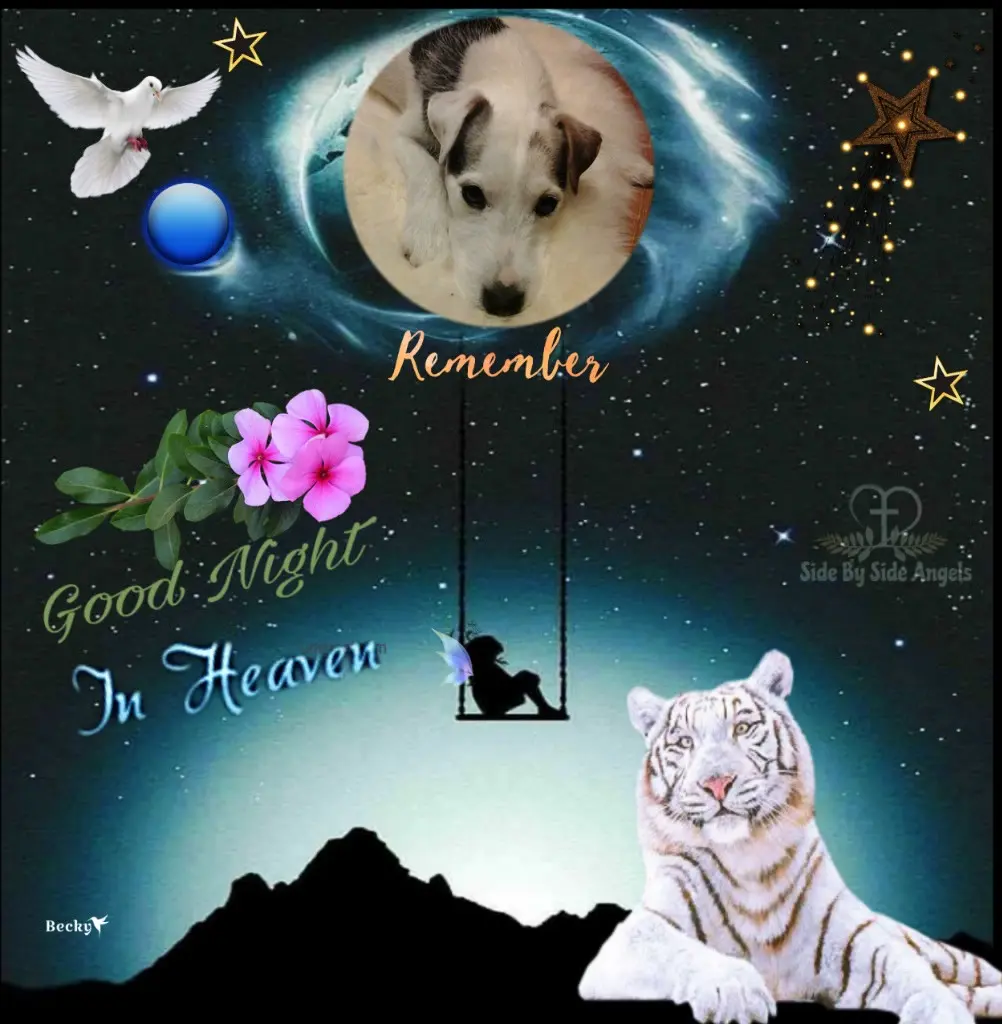 Condolence image of Gute Nacht❤️❤️❤️Mauschen❤️❤️❤️