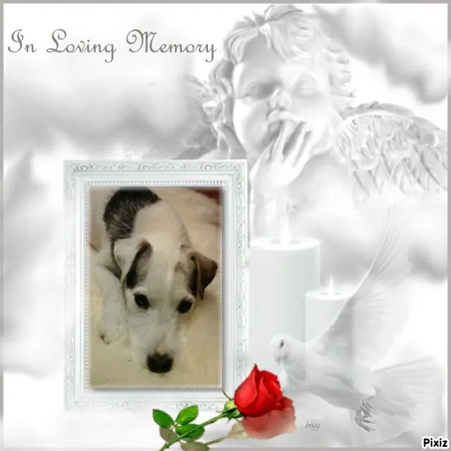 Condolence image of Tanja mit Timmy im Herzen 