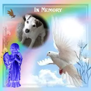 Condolence image of 4.Sternchen❤️Gedenktag❤️❤️❤️❤️