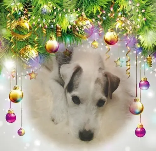 Condolence image of Frohe❤❤❤Weihnachten❤❤❤