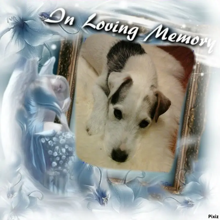 Condolence image of Tanja mit Timmy im Herzen 