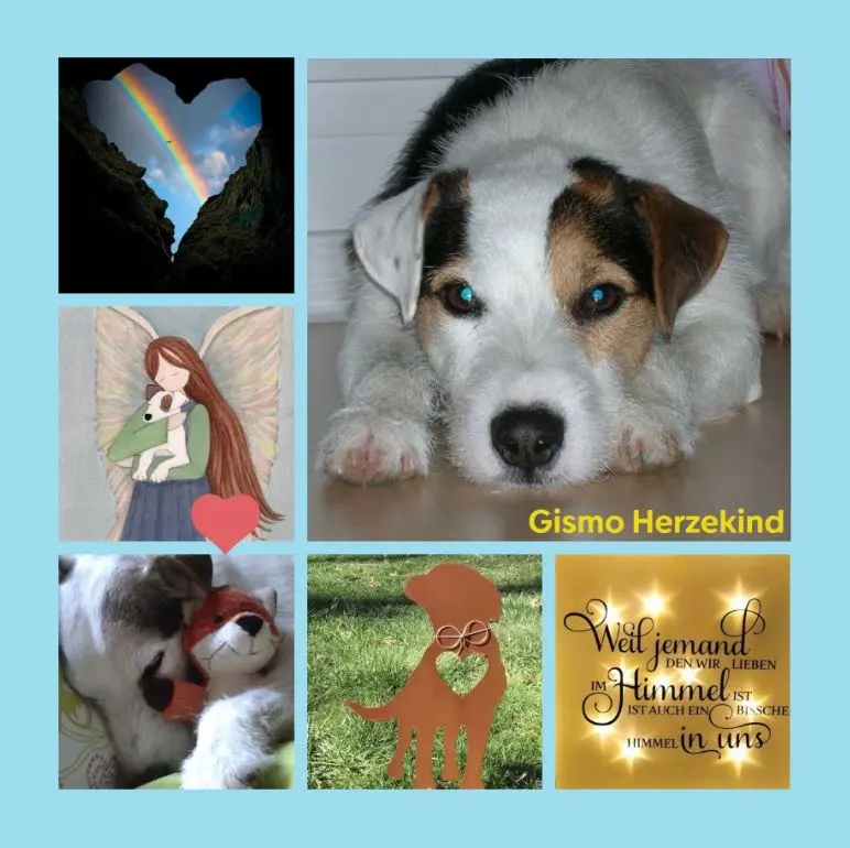 Condolence image of Rosen für Gismo zum 5. Sternchentag