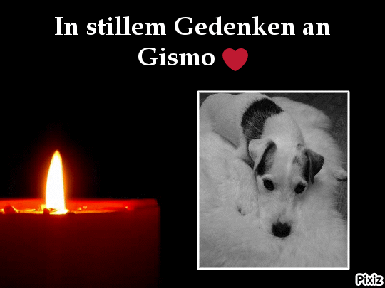 Condolence image of Tanja mit Timmy im Herzen 