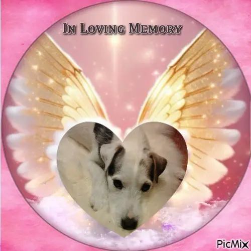 Condolence image of 6.Sternchen⭐️Gedenktag❤️❤️❤️❤️❤️❤️