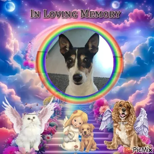 Condolence image of Fur Liebste❤️❤️❤️❤️❤️❤️Chappylein❤️⭐️