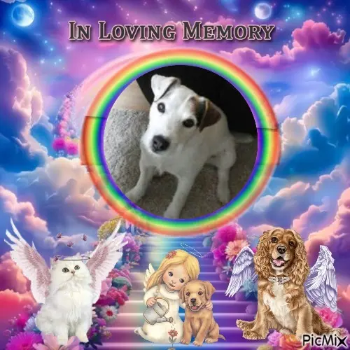 Condolence image of 7. Sternchen⭐️Gedenktag❤️❤️❤️❤️❤️❤️❤️