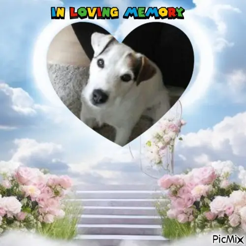 Condolence image of ❤️❤️❤️❤️❤️❤️❤️❤️❤️❤️❤️❤️