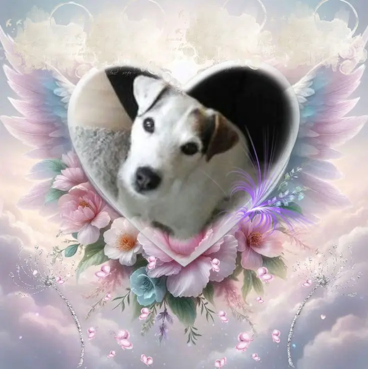 Condolence image of ❤️❤️❤️❤️❤️❤️❤️❤️❤️❤️❤️❤️