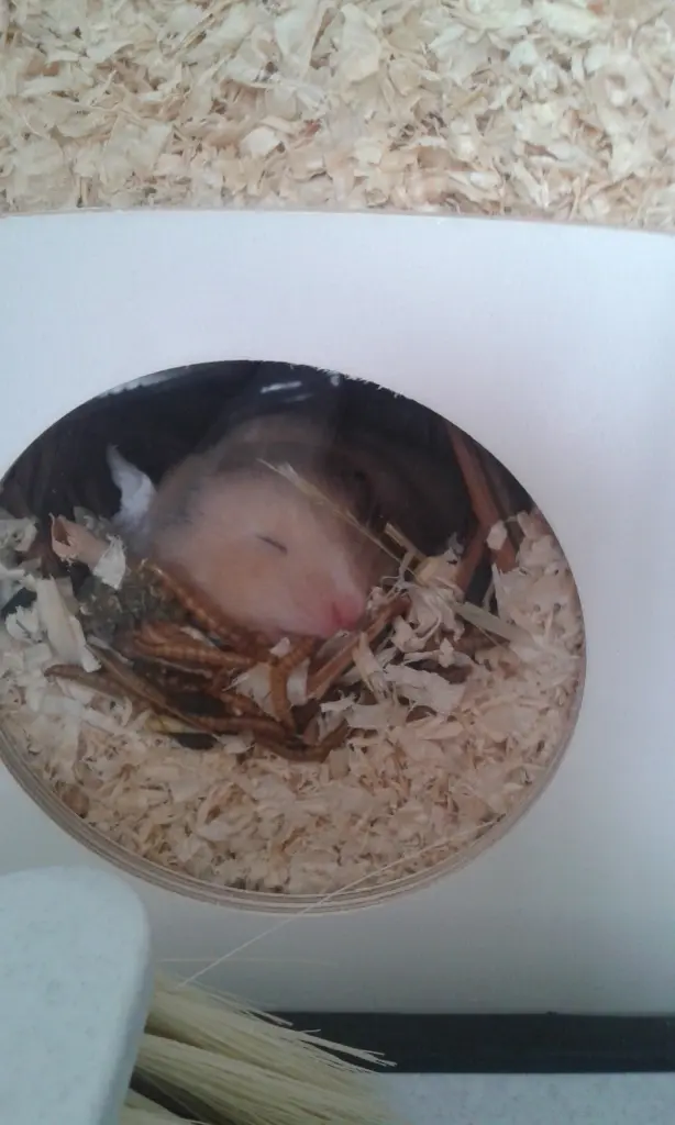 Image from Lula