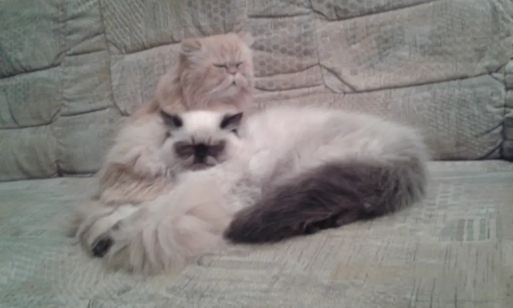 Condolence image of Christiane mit Lucky Kleiner