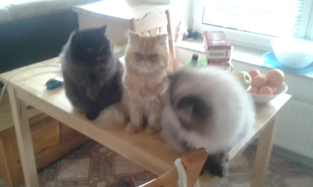 Condolence image of Christiane mit Lucky