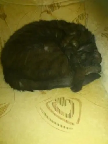 Image from Maxi