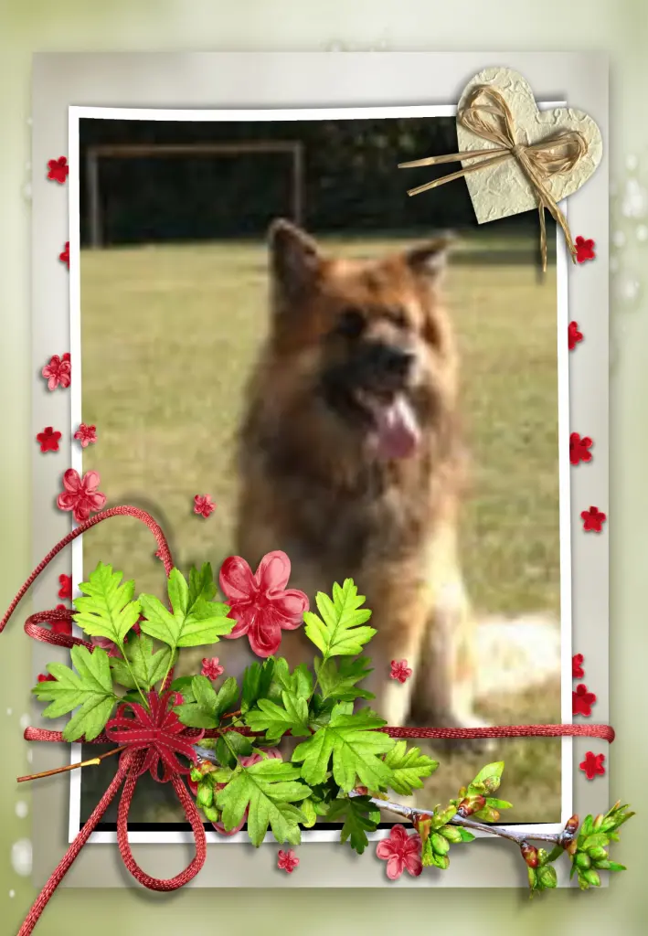 Condolence image of Klaudia mit Misiu❤❤❤