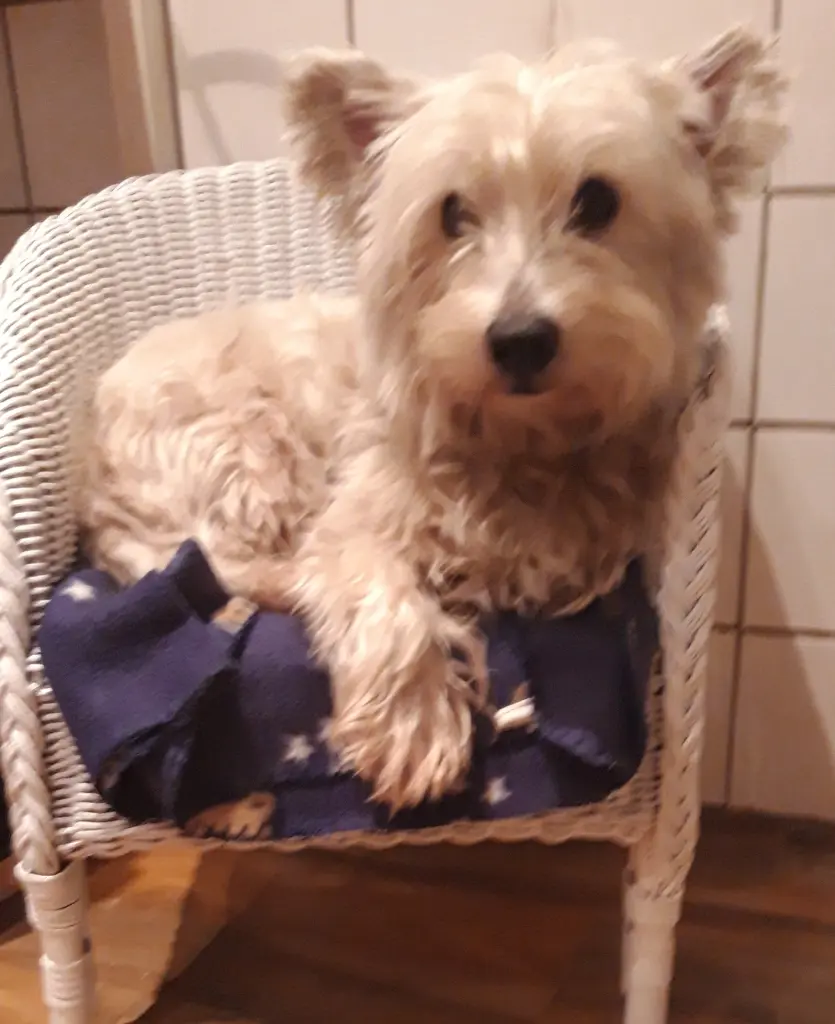 Image from Titti