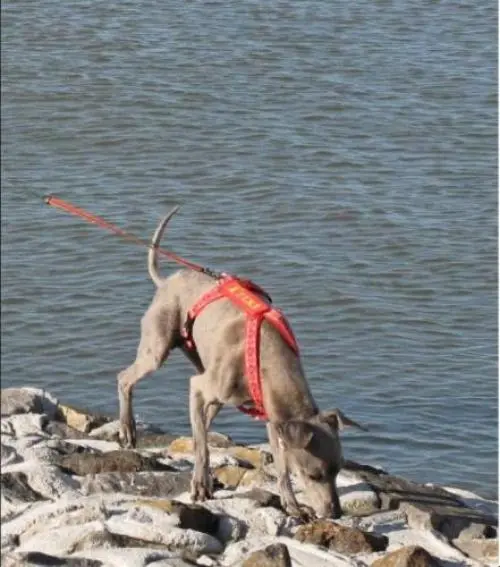 Image from Trixi