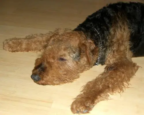 Bild von Lada