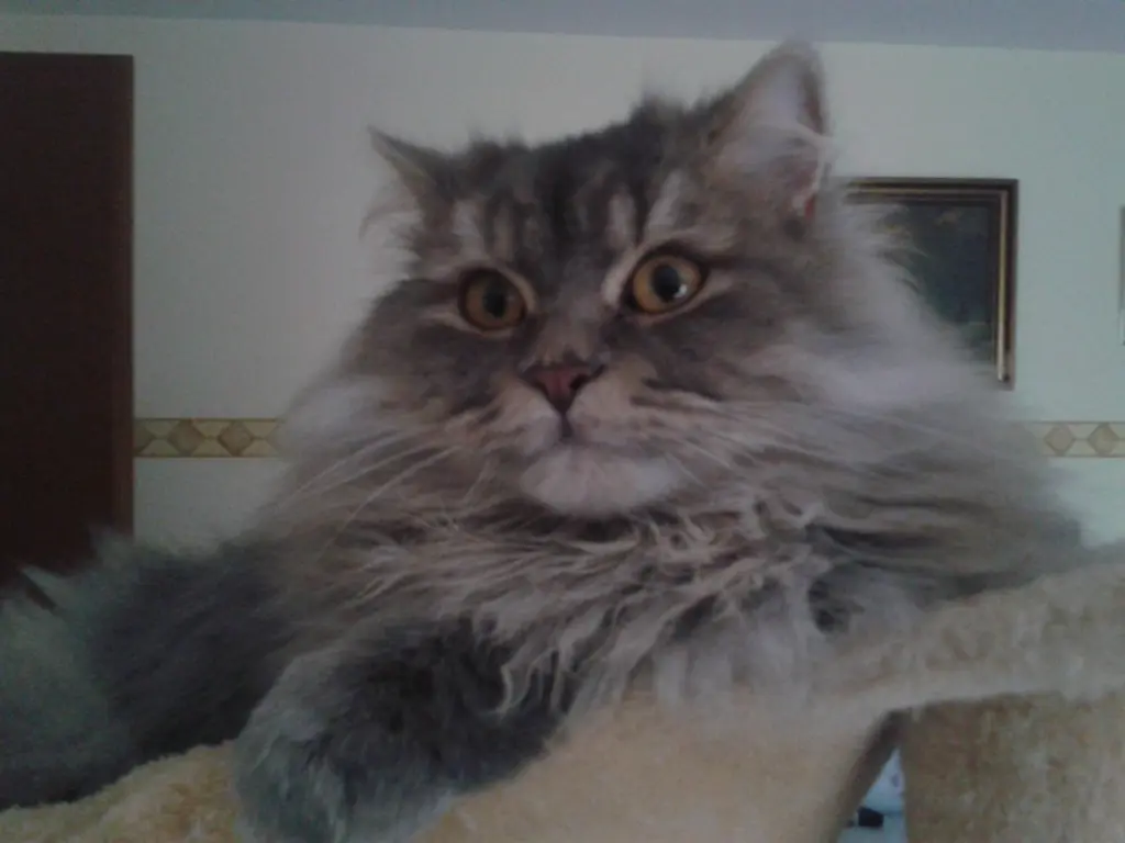 Condolence image of Andreas