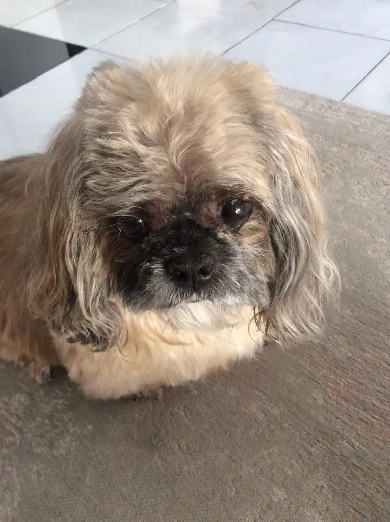 Andachtsbild von Manuela mit Simba