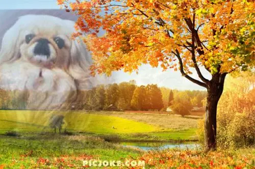 Image from ღ SINA ღ SONNENSCHEIN