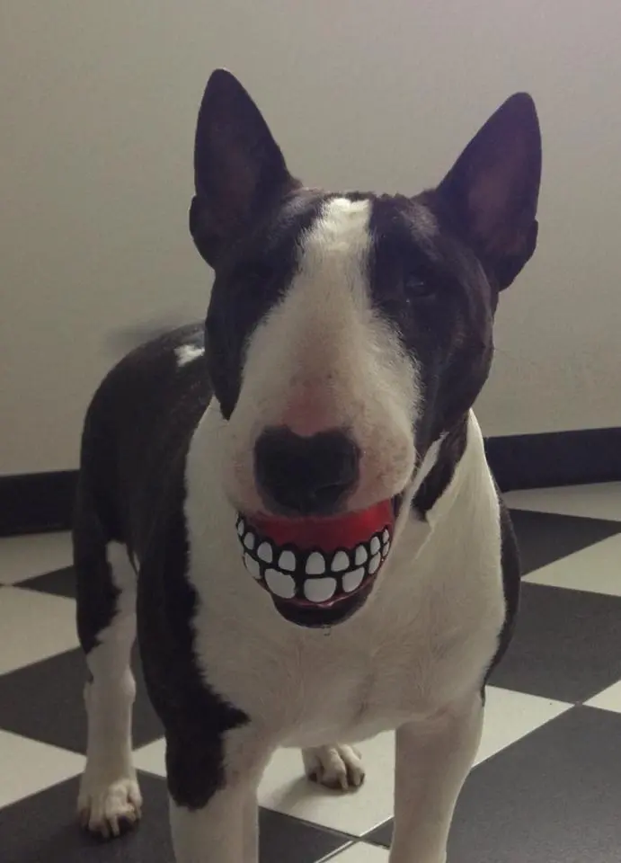 Image from Izzy