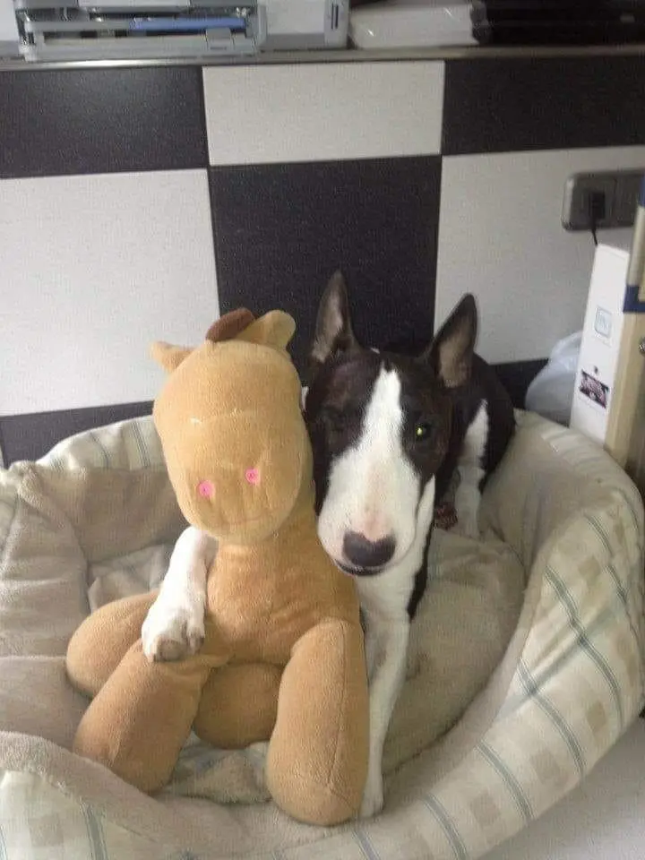 Image from Izzy