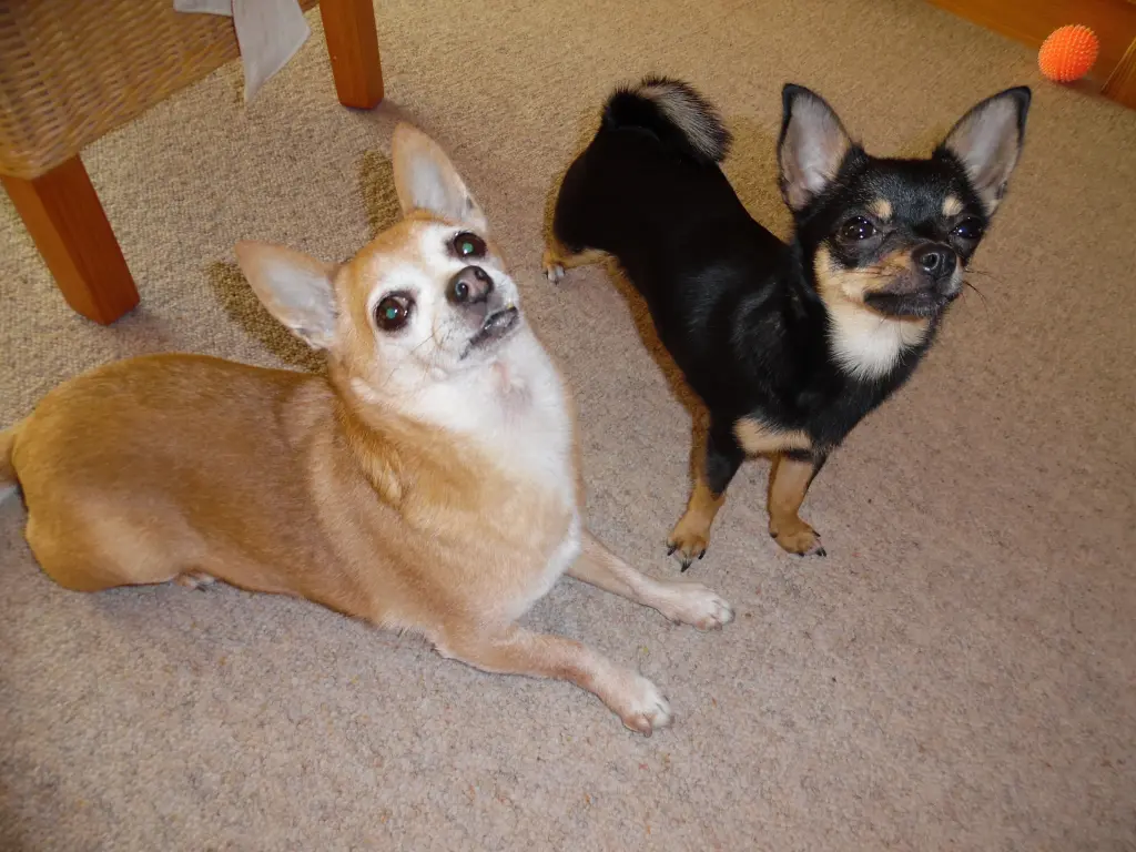 Condolence image of Irene mit Jimmy Im Herzen