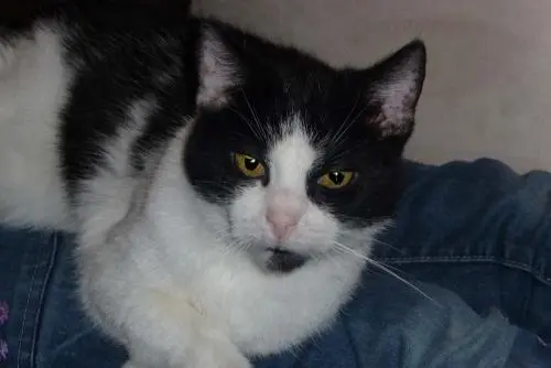 Bild von Kimba