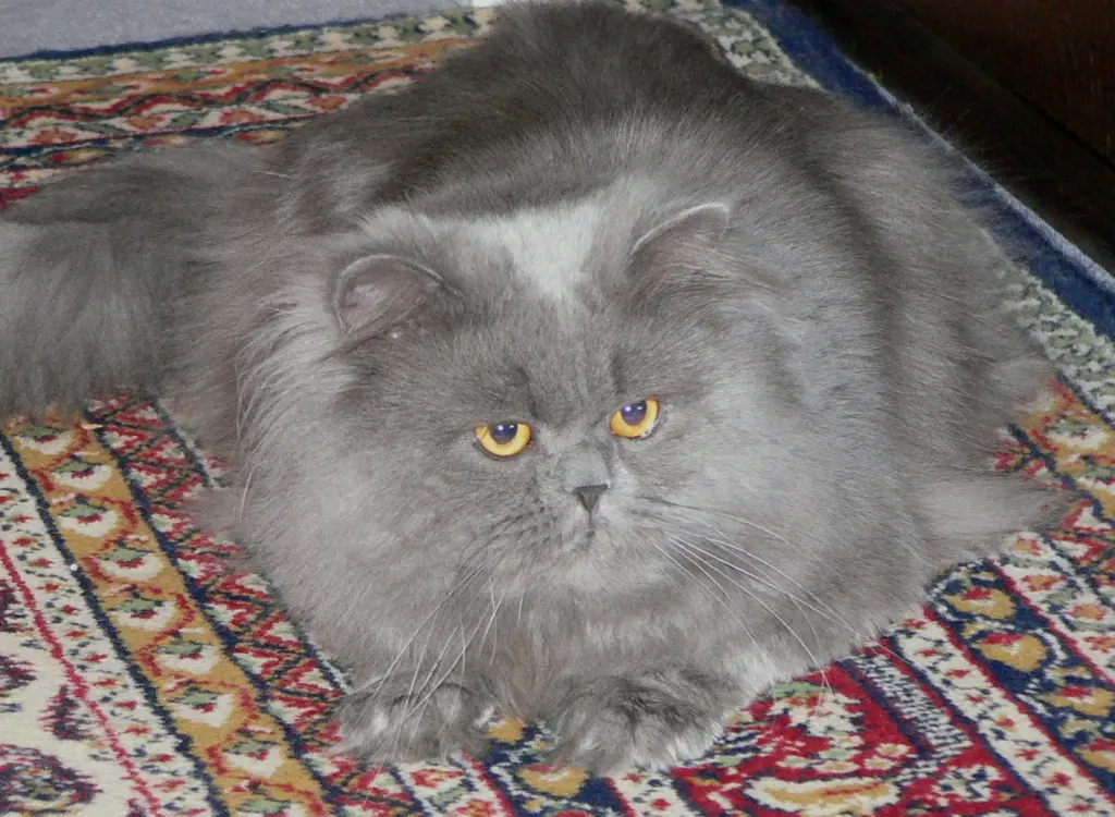 Image from Barsik