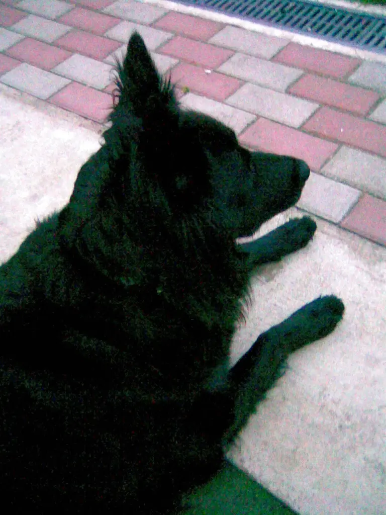 Condolence image of Gabriele mit Bessy im Herzen