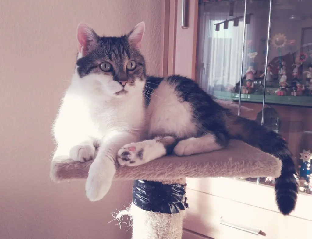 Image from Purzel