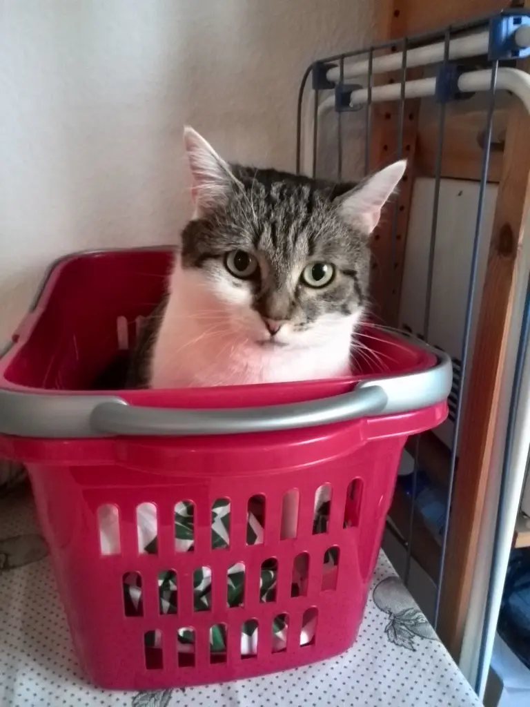 Image from Purzel