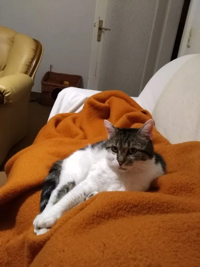 Image from Purzel