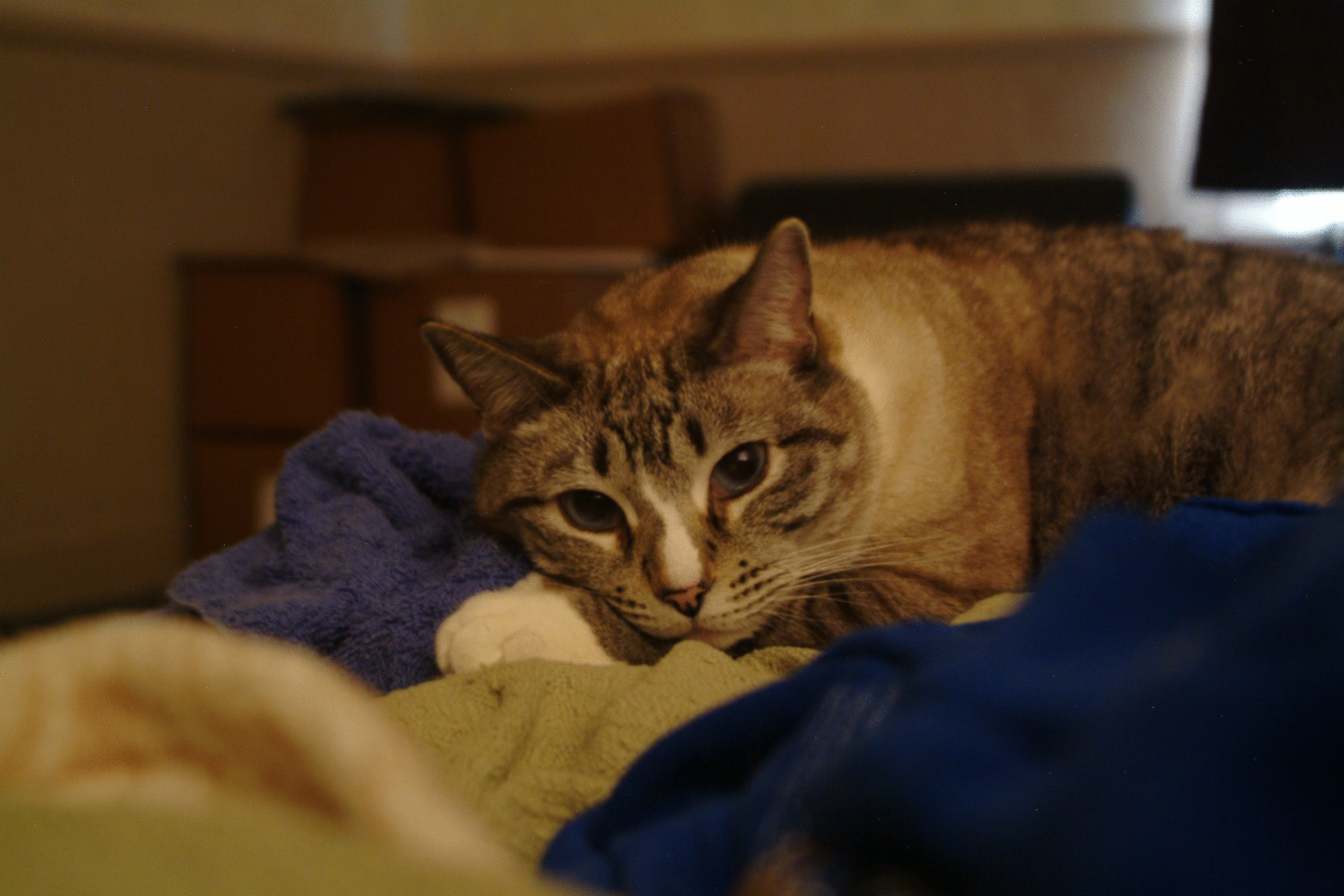 Image from Meezer