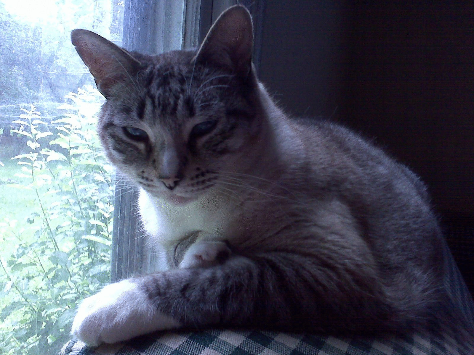 Image from Meezer