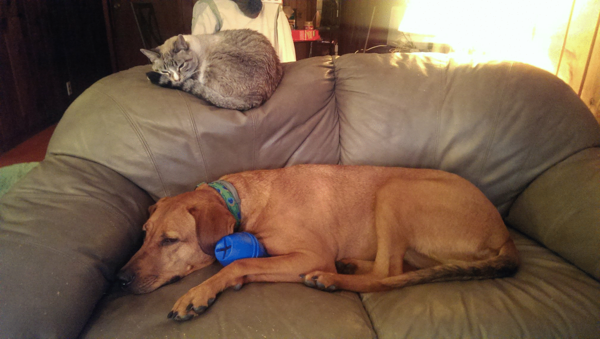 Image from Meezer